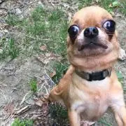 ココア