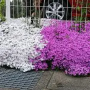 金木犀の画像