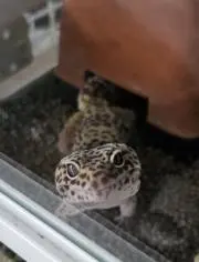 もめん