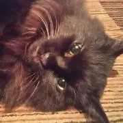 ちびねこ
