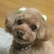 たびの画像