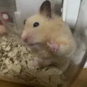 よっしーの画像