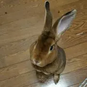 ゆのちゃみ