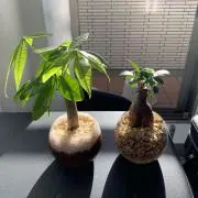ボンバーマン
