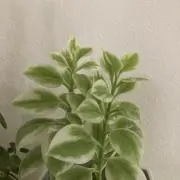ひなの画像