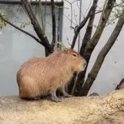 PAGUの画像