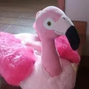 フラミンゴの画像