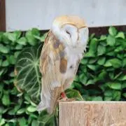 Koの画像