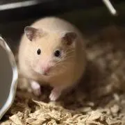 ケン