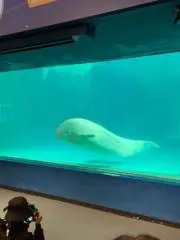 なぴの画像