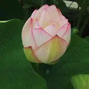 チュウヒの画像