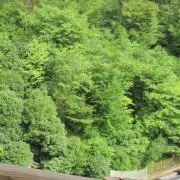 ばらばら