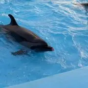 Liricoの画像