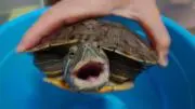 しあでちの画像