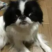 ぱぴ　犬飼ってますの画像