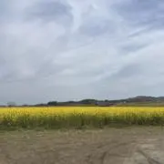 チミでンヌの画像