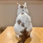 そらの画像