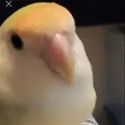 ぴいちゃん( 'θ' )◞❣️