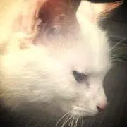 noraの画像