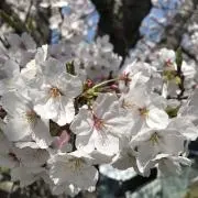 さくらの画像