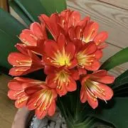花子の画像