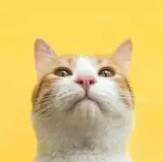 KNDの画像
