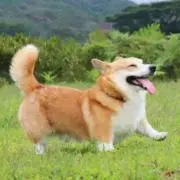 Kの画像