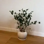 とみとみとの画像
