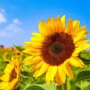 ★ひまわり★プロフ見てネ♪♪の画像