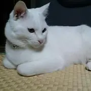 れんちゃんの画像