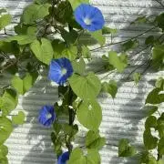 朝顔の画像