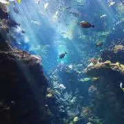 ボンテンマルの画像