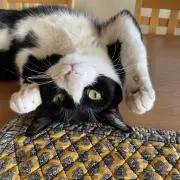 のりのりの画像