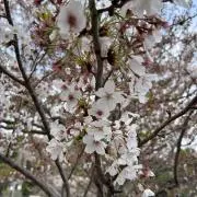 りんの画像