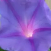 たぴたぴの画像