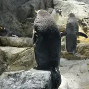 Yの画像