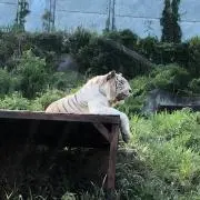 ガッチャンの画像