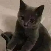 ゆさこの画像
