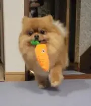 ●どくそくちゃん●