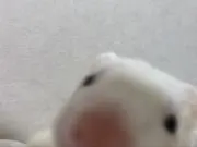ハム太郎の画像