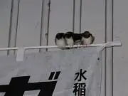 酢てらの画像