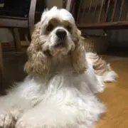 レオママ