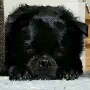 ヴィンセント
