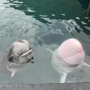 ponsuiteru16