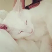 かんなの画像