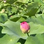 青