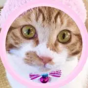❁ ちりめん首輪の みたらしくん ❁の画像