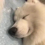 すの画像