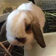 マコの画像