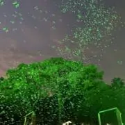 セリザ